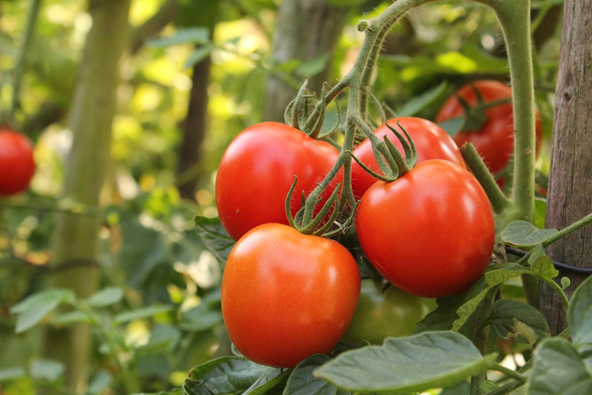 Cómo gestionar el ciclo de vida de una incidencia agrícola hasta su cierre técnico